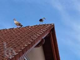 |Einhausen|Drumrum|Gaense-auf-demDach|